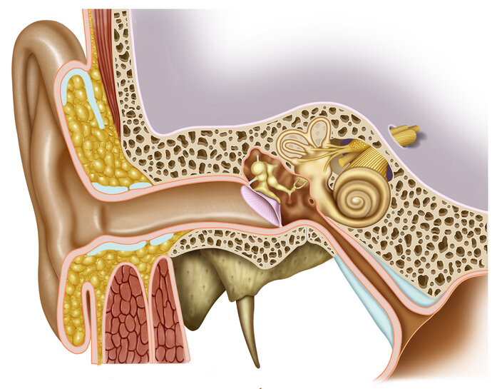 Tinnitus - Ilustrační foto - Shutterstock.com