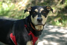 Asistenční pes pro nedoslýchavé