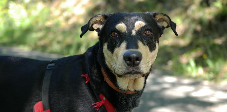 Asistenční pes pro nedoslýchavé